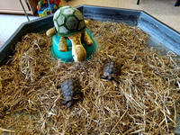 K1b: schildpadden op bezoek